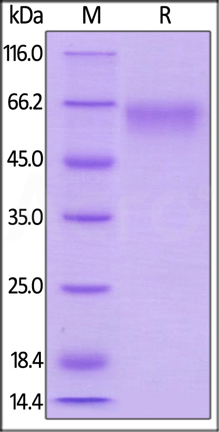 CD7-M5252-sds