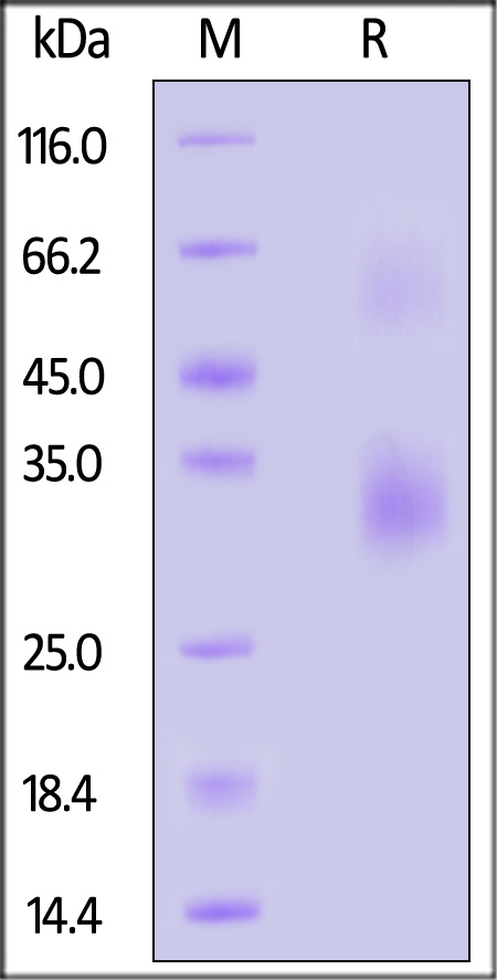 CD7-R52H9-sds