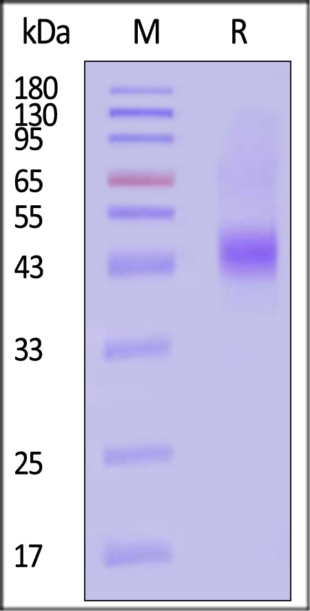 CD8-H8214-sds