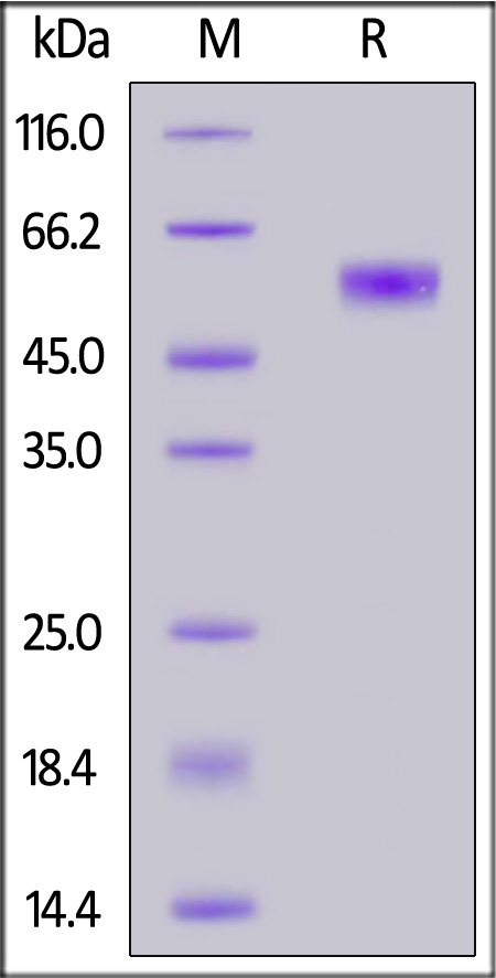 CD8-M5258-sds