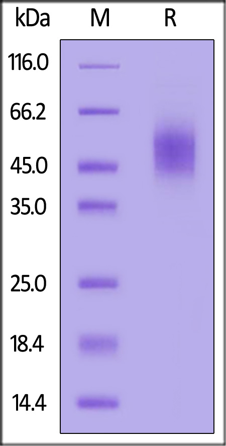 Canine CD19, His Tag (Cat. No. CD9-C52H4) SDS-PAGE gel