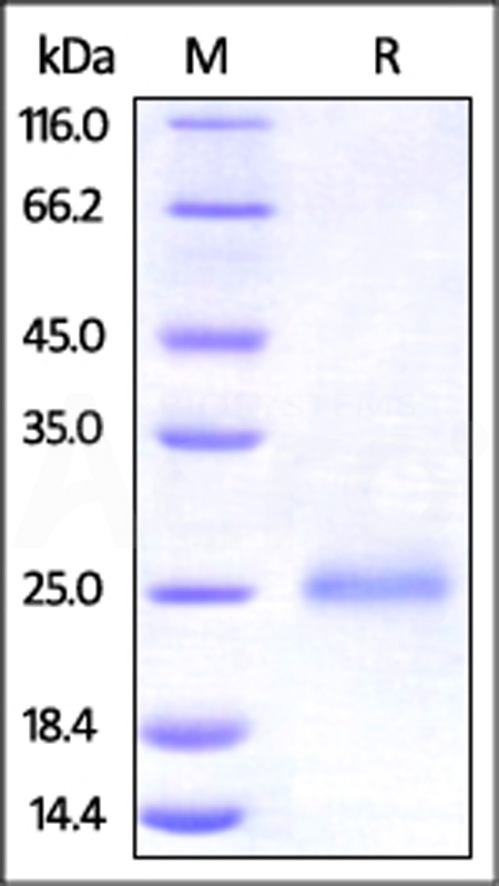 CD9-H5221-sds