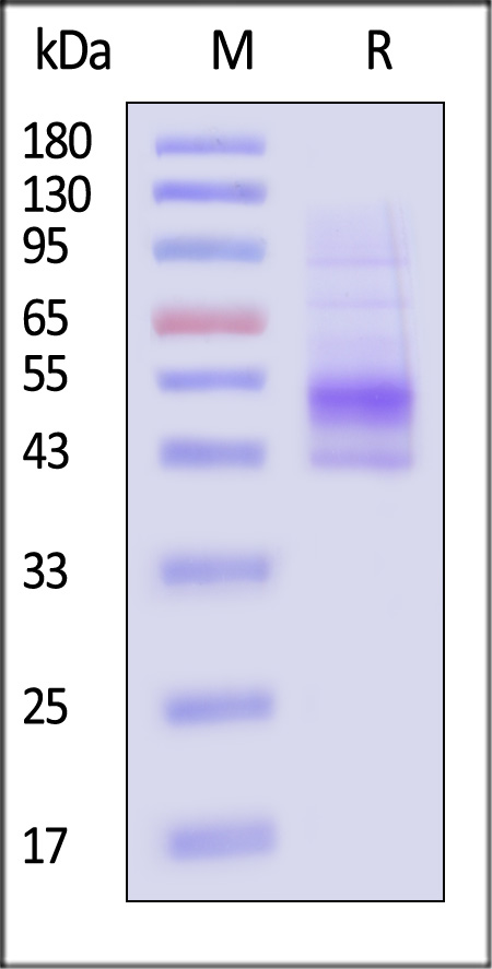 CD9-H52H2-sds