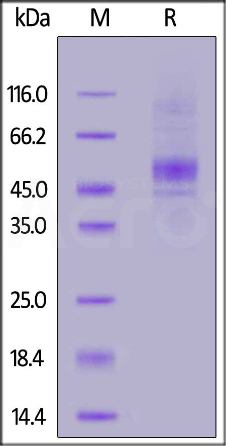 CD19 SDS-PAGE