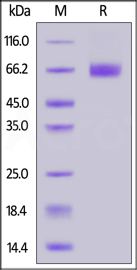 CD19 SDS-PAGE