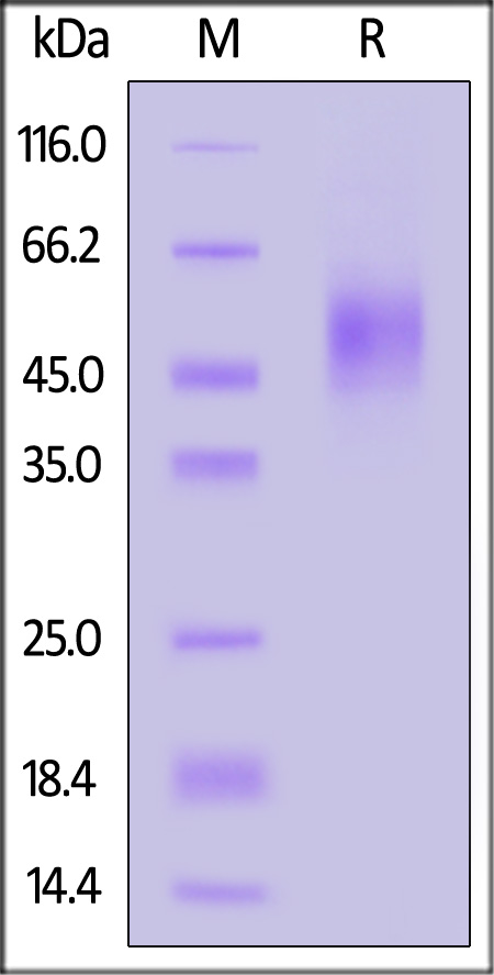 Mouse CD19, His Tag (Cat. No. CD9-M52H8) SDS-PAGE gel