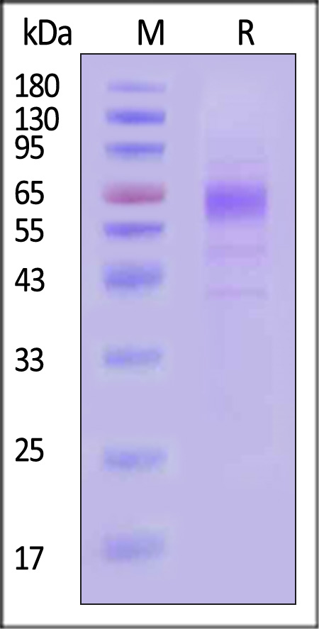 CD229 SDS-PAGE