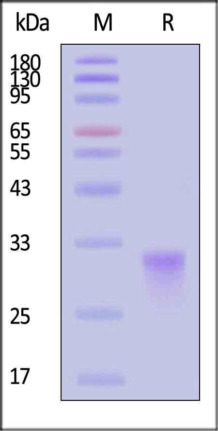 CDA-C82E7-sds