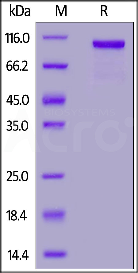 Human CD16a (V176), HSA,His Tag (Cat. No. CDA-H52S1) SDS-PAGE gel