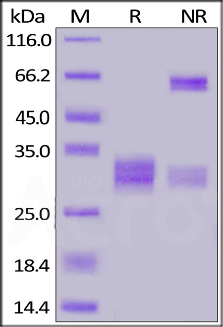 CD8 alpha & beta SDS-PAGE