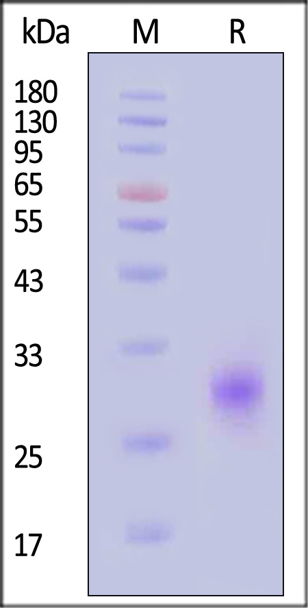 CDB-H5228-sds