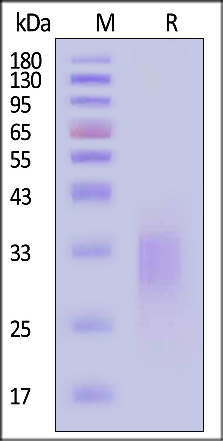 CD79B SDS-PAGE