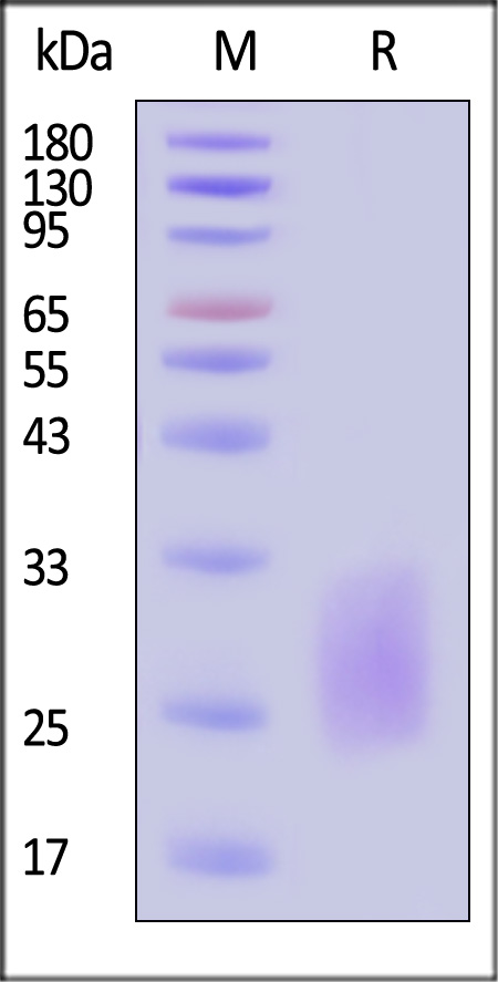 CDD-C52H8-sds