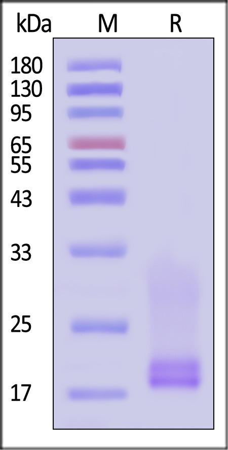 CDD-C82W6-sds