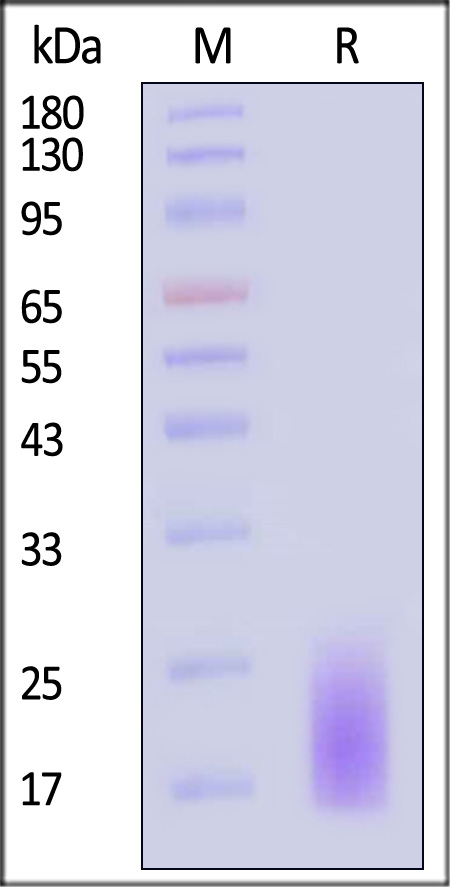 CD3 delta SDS-PAGE