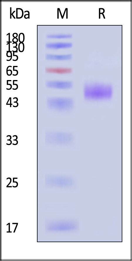 CD3E & CD3D SDS-PAGE