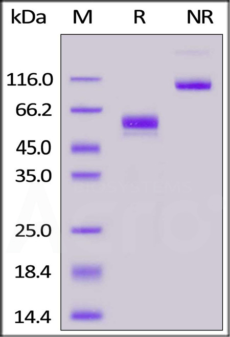 CD3E & CD3D SDS-PAGE