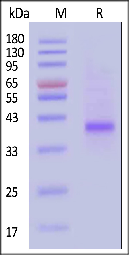 CD3 epsilon SDS-PAGE