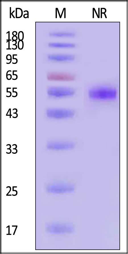 CDL-H52Da-sds