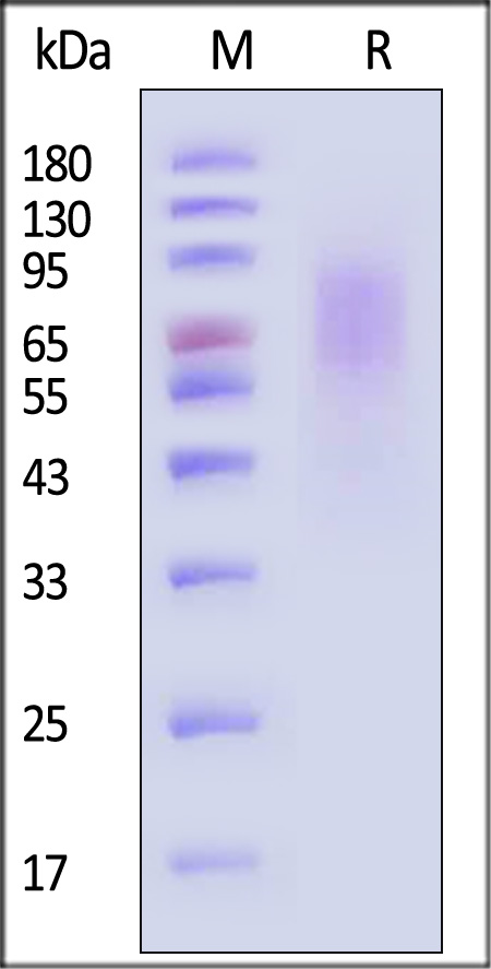 CEACAM-1 SDS-PAGE