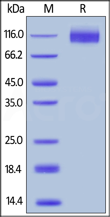 CEACAM-5 SDS-PAGE