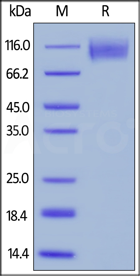 CE5-H82E0-sds