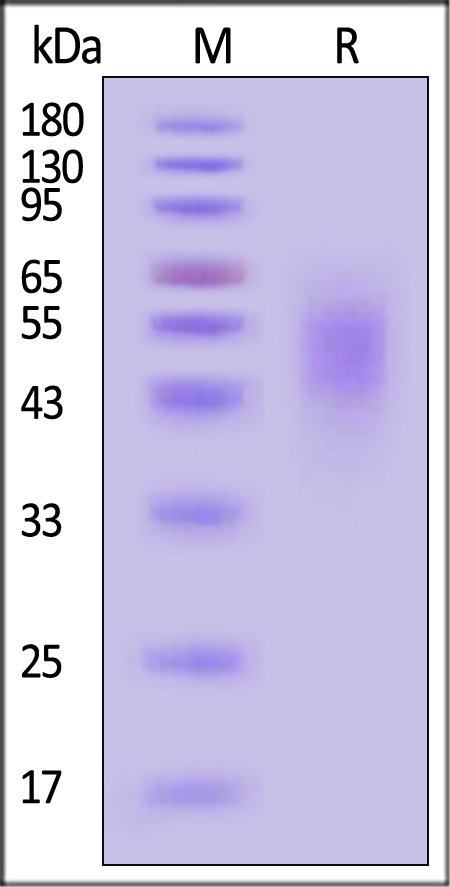 CEACAM-5 SDS-PAGE