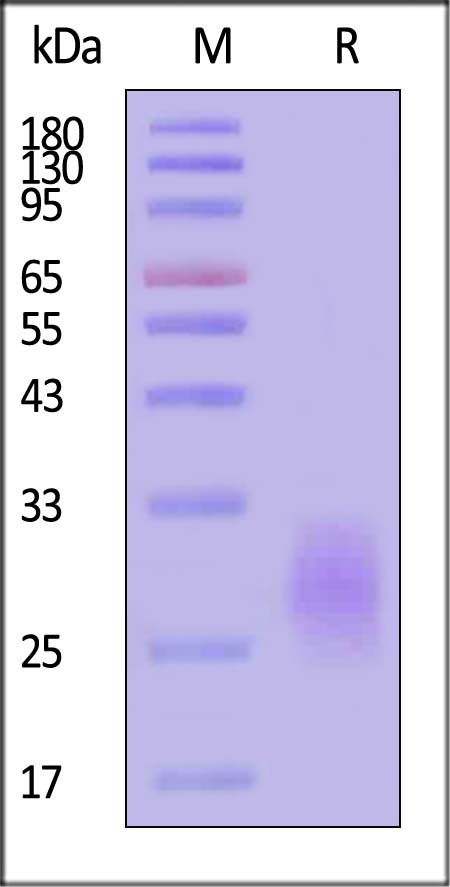 CEACAM-5 SDS-PAGE