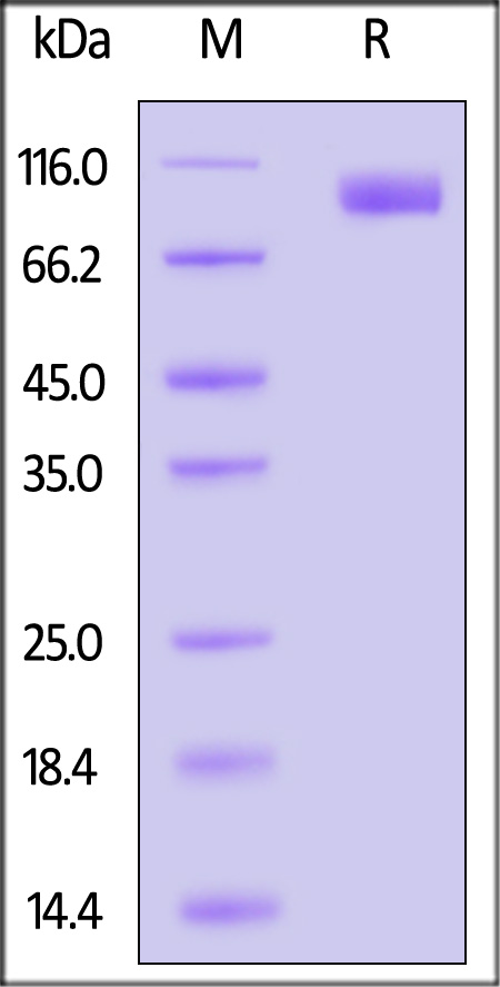 CE6-H82F6-sds