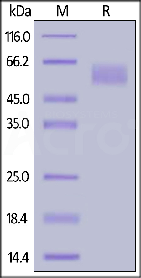 CEACAM-8 SDS-PAGE