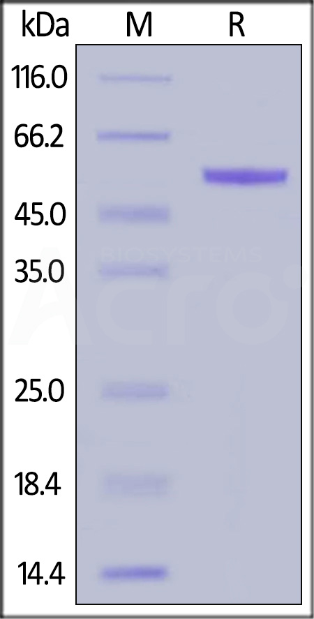 CFD-R5255-sds