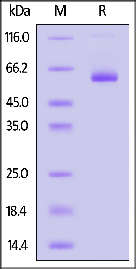 CLEC-2 SDS-PAGE