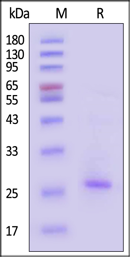 CL6-H5289-sds