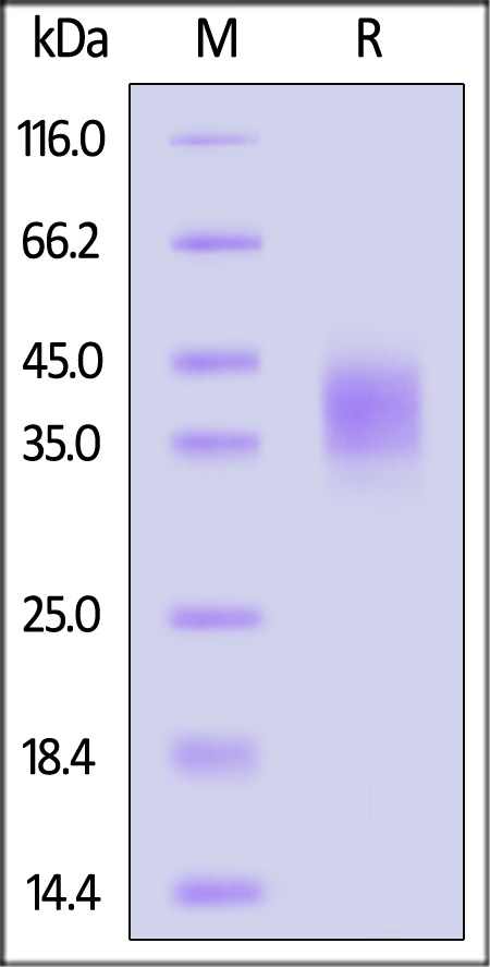 CLEC12A SDS-PAGE