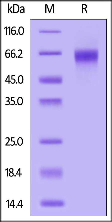 CLA-H5243-sds