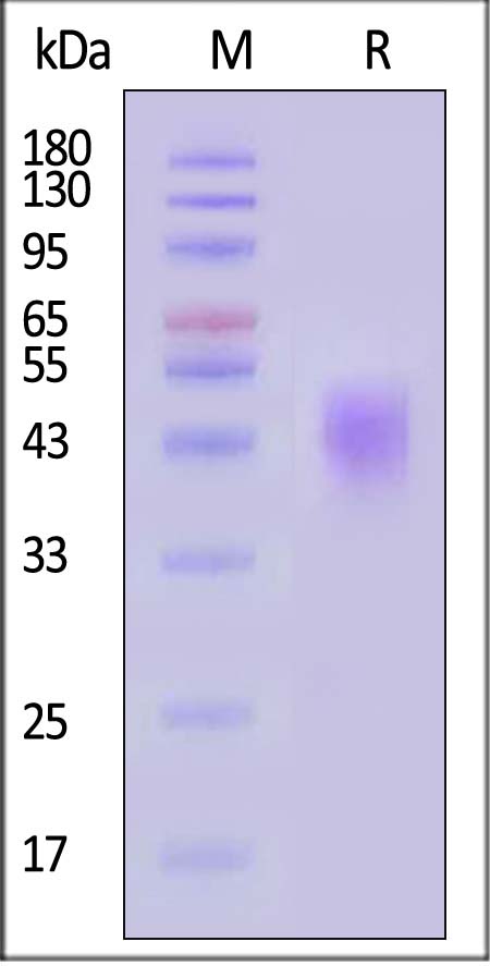 CLEC12A SDS-PAGE