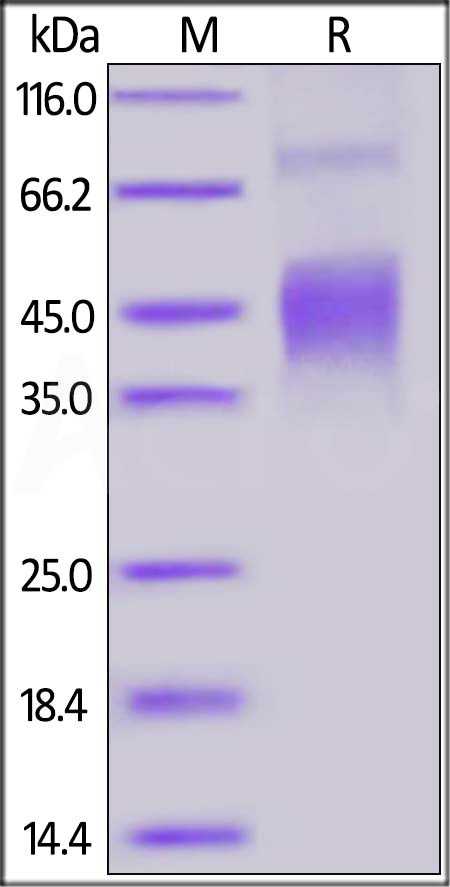 CLA-HF247-sds