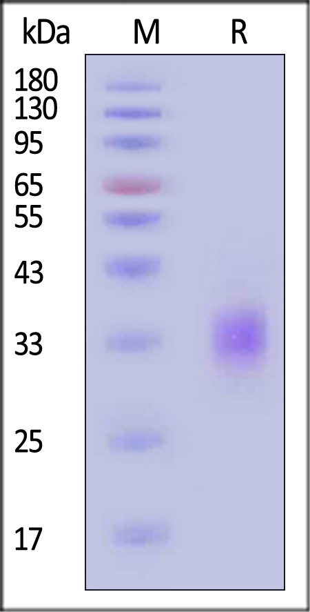 CLEC4C SDS-PAGE