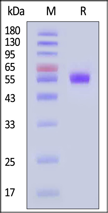 Clec2e SDS-PAGE