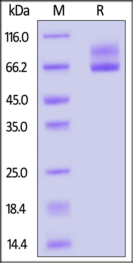 Glycoprotein C SDS-PAGE