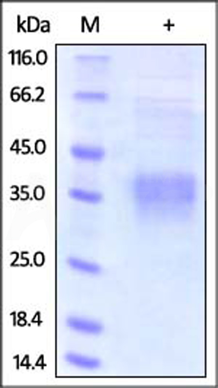 CLU-H5227-sds