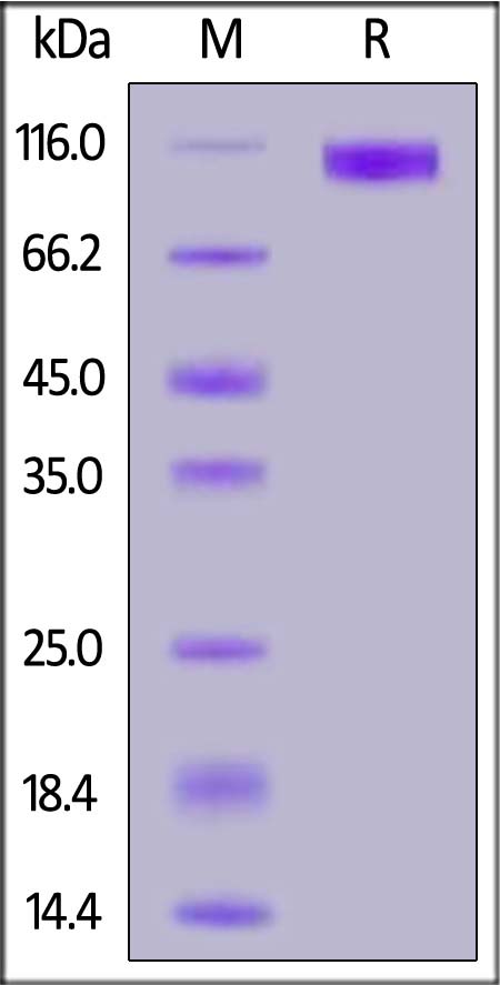 Glycoprotein B / gB SDS-PAGE