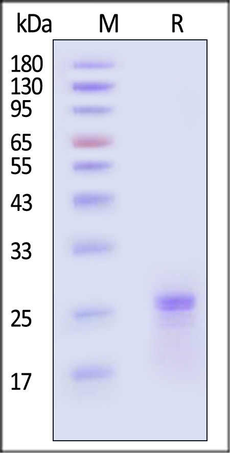 CNTF SDS-PAGE