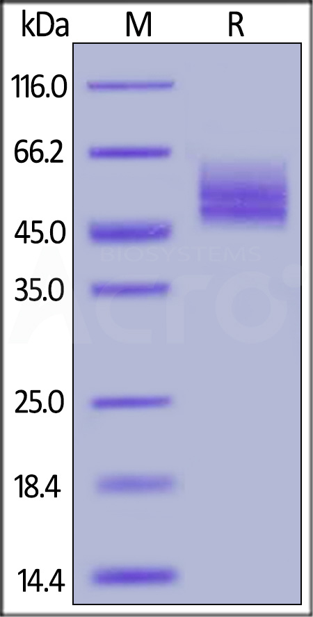 CNTF R alpha SDS-PAGE