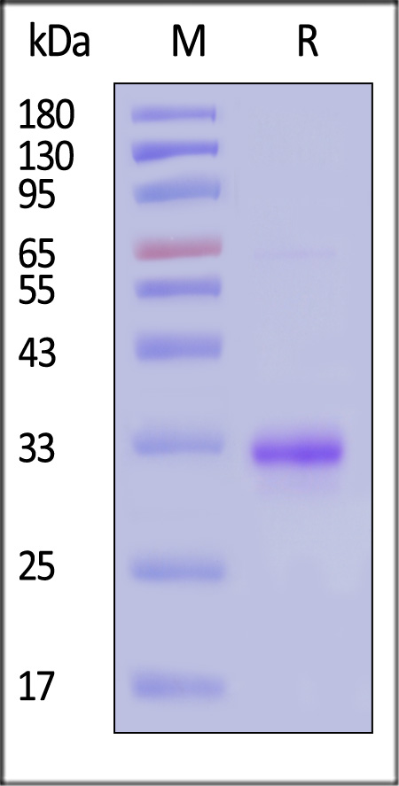 COL1A1 SDS-PAGE