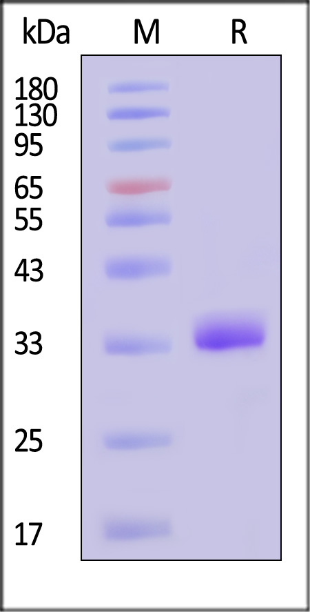 COL1A1 SDS-PAGE