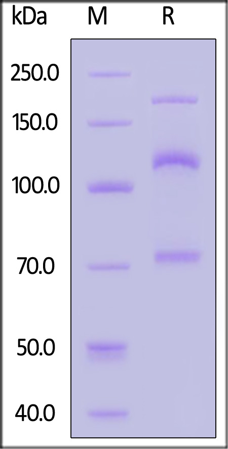 CO3-H82E8-sds