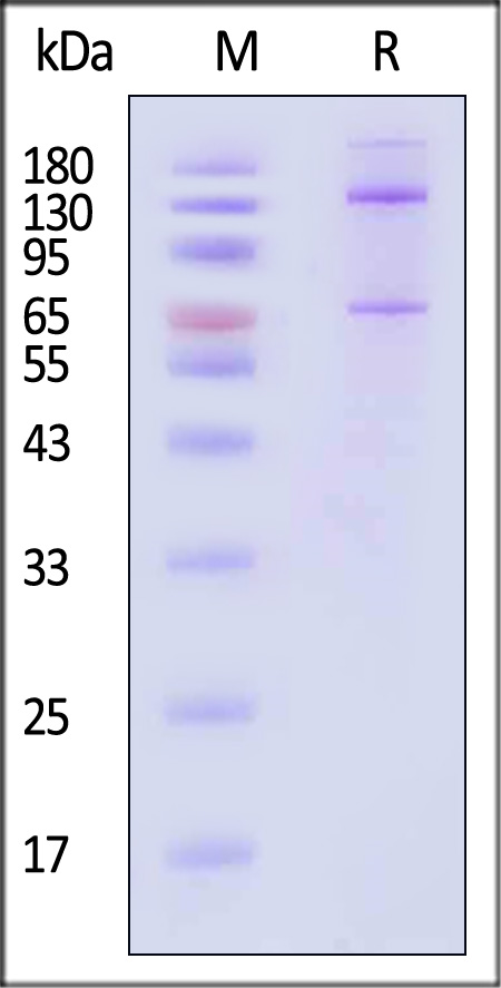 CO5-H5253-sds