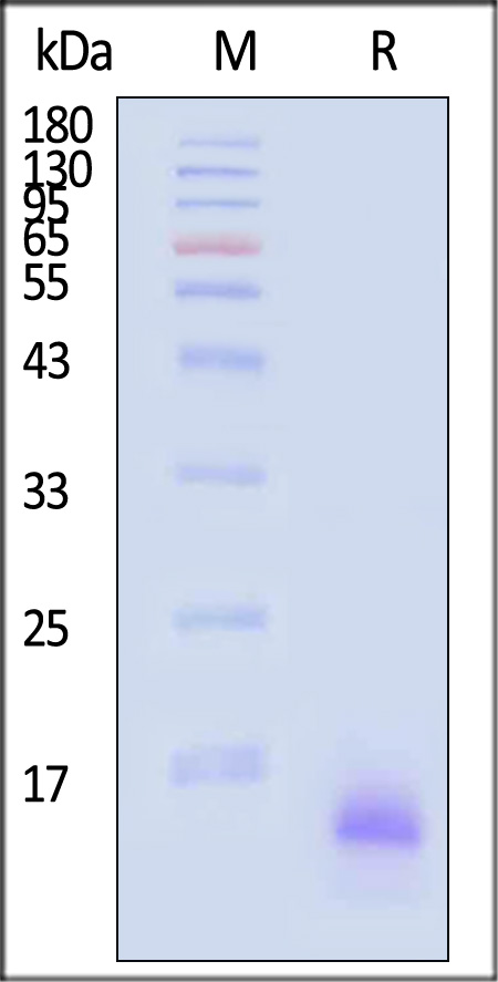 Complement C3a SDS-PAGE