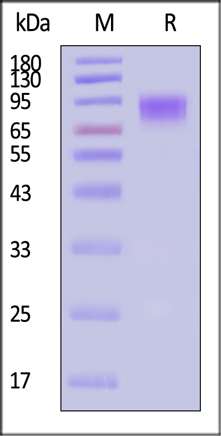 CSR-C82H3-sds